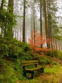 Bench by trees in forest