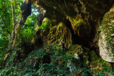 Scenic view of rocks in forest