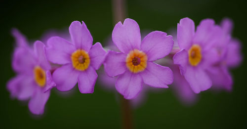Close-up of yellow flowers blooming outdoors