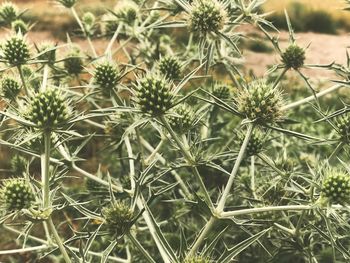 Close-up of flowering plants on field