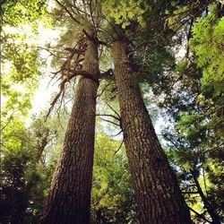 Low angle view of trees in forest