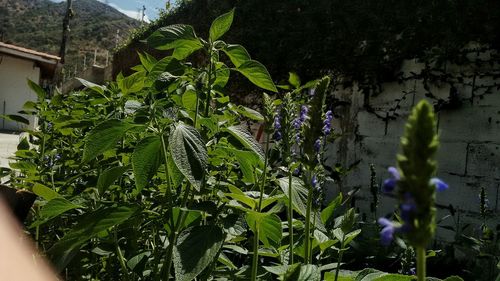 Close-up of plant growing on tree