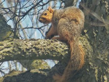 Squirrel on a tree