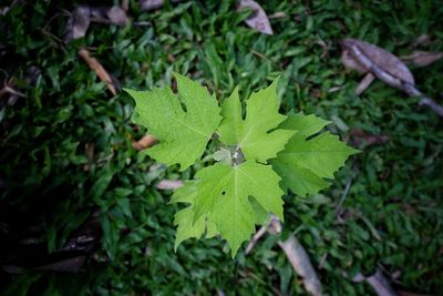 Close-up of green leaves