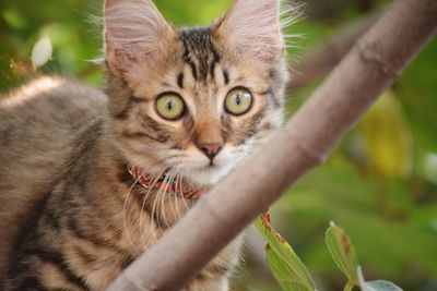 Close-up portrait of cat