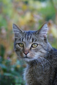 Close-up portrait of a cat