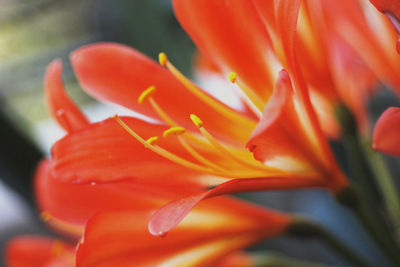 Macro shot of red flower