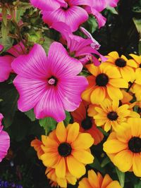 Close-up of flowers blooming outdoors