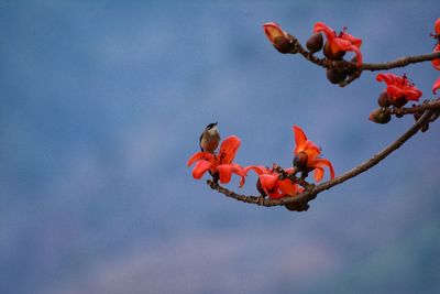 Low angle view of red berries on tree against sky