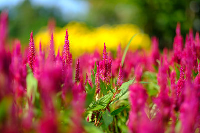 Close-up of flowers blooming outdoors