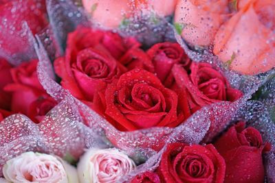 Close-up of wet red roses