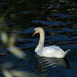 Birds swimming in lake