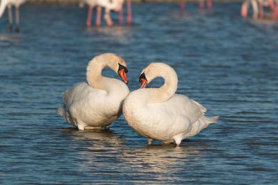 Swans in love