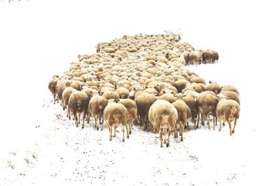 Flock of sheep in a field