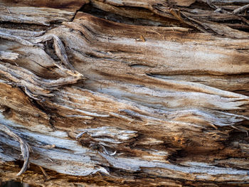 Full frame shot of tree trunk