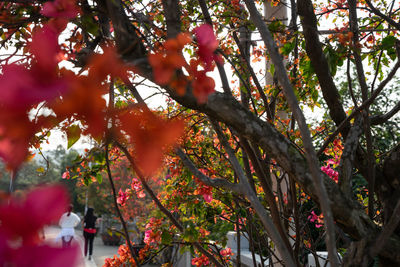 Low angle view of red flowering plants on tree