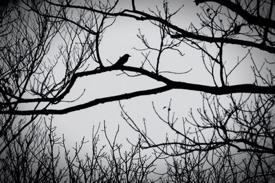 Low angle view of silhouette bird perching on bare tree