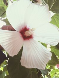 Close-up of white hibiscus flower