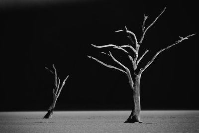 Close-up of bare tree against black background