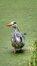 Close-up of bird is field