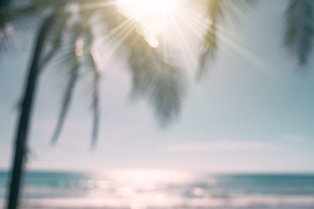 SUN STREAMING THROUGH PALM TREE AGAINST SEA