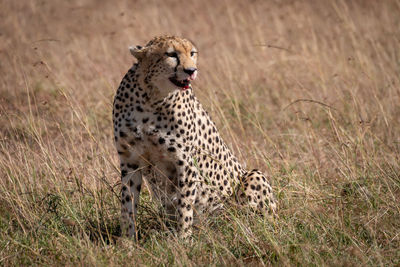 Cheetah sitting on field in zoo