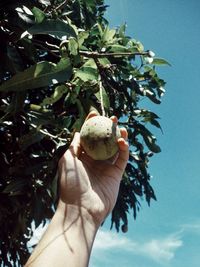 Close-up of hand holding apple against tree