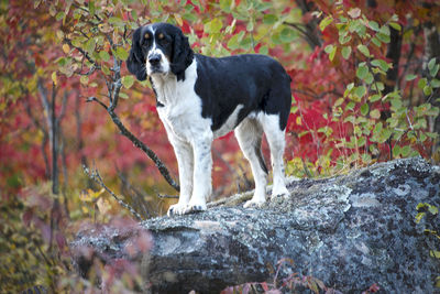 Dog on stone wall
