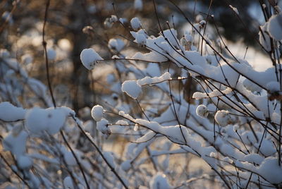 Close-up of twig