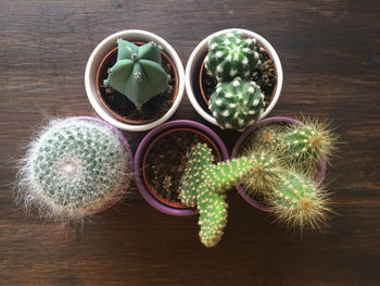 High angle view of cactus on table