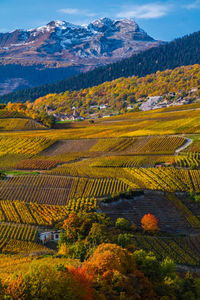 Scenic view of field during autumn