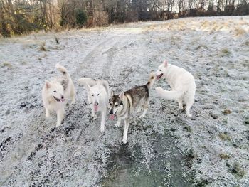 High angle view of dogs on field