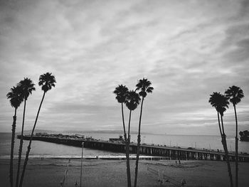 Palm trees on beach against sky