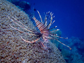 sea