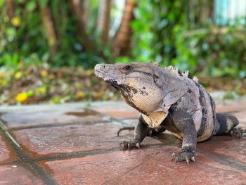 Close-up of a lizard on rock