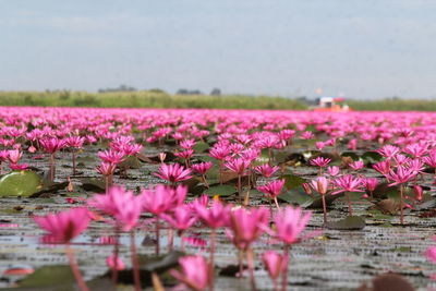 Close-up of pink water lily in lake against sky