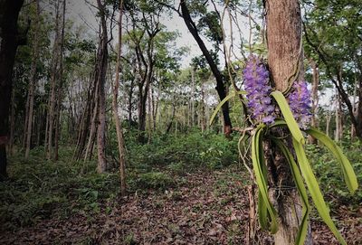Trees and plants growing on field in forest