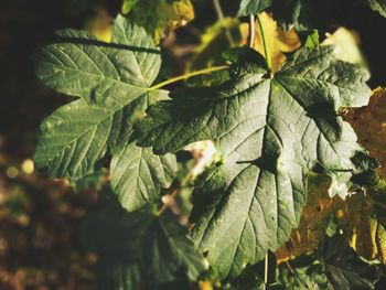 Close-up of green leaves