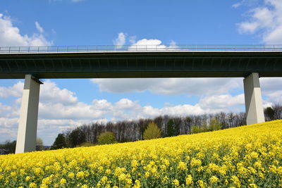 Low angle view of bridge on flowering field against blue sky