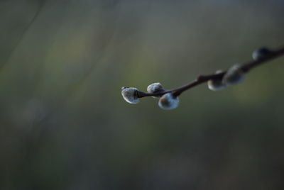 Close-up of water drops on twig