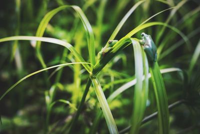 Close-up of lizard on grass