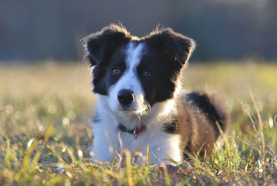 Portrait of border collie dog sitting on grassy field