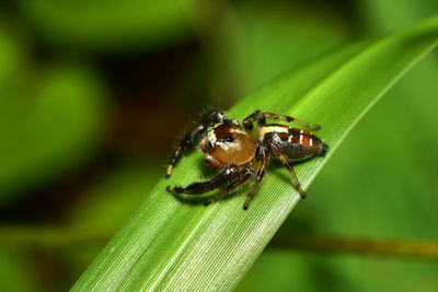 Close-up of insect