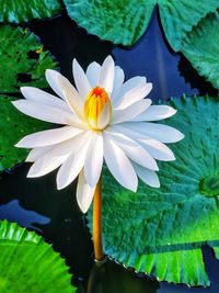 Close-up of white lotus water lily