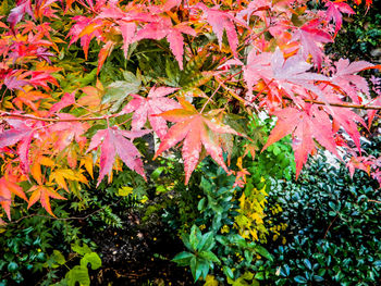 Full frame shot of maple leaves