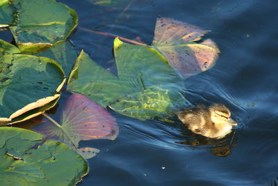 High angle view of duck on water