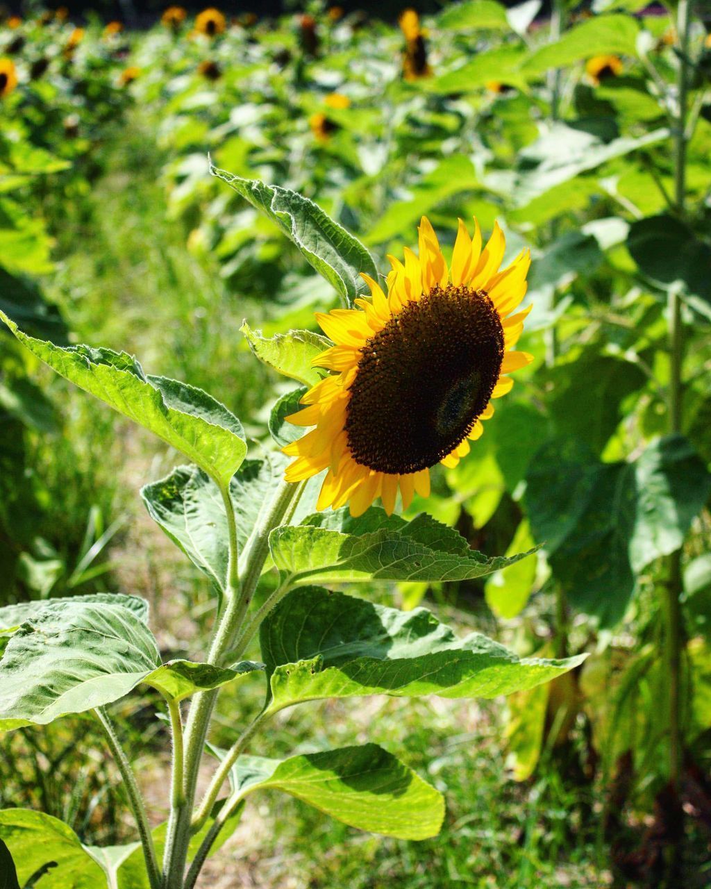 CLOSE-UP OF SUNFLOWERS ON PLANT