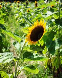 Close-up of sunflower on plant