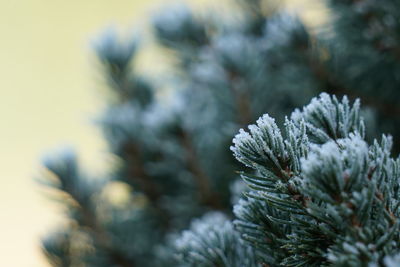 Close-up of snow covered plant