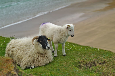 Sheep in a field